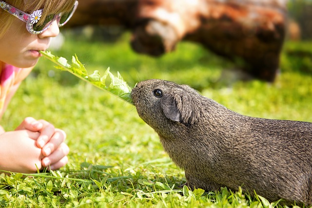 Eating dandelions